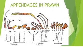 Appendages in prawn by Dr Balram Sain [upl. by Latta981]