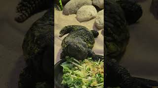 Dinner time at Reptilia Reptiles Eating [upl. by Satterlee]