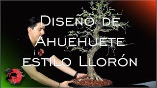 🌳 Diseño de AHUEHUETE BONSAI  Estilo Llorón [upl. by Vito]