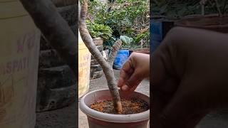 How to grow champa from cutting🌱🌱gardening shortsvideo champa plant plumeria [upl. by Bryn292]