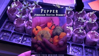 Growing Scotch Bonnet Peppers from Seed to Harvest [upl. by Nanreh]