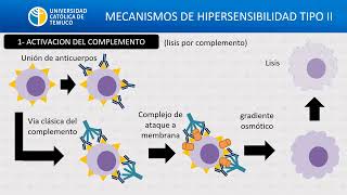 hipersensibilidad II 2024 [upl. by Supmart]