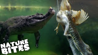 Feeding the Crocodiles  The Secret Life of the Zoo  Nature Bites [upl. by Nodaj]