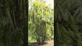 🌾³☆ Order Arecales •¹ Family Arecaceae ▪︎ Broadleaf Lady Palm or Bamboo Palm Rhapis excelsa [upl. by Erasaec]