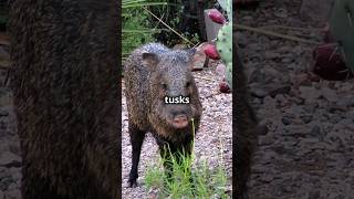 Javelinas Not Pigs [upl. by Nyrrad]