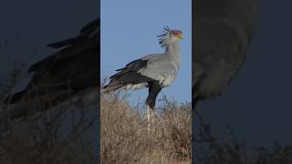 The Secretary Bird  a fascinating bird [upl. by Sacha460]