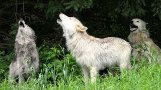 Wolf Howl Trio [upl. by Valeda]