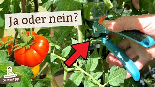 3 Gründe warum du Tomatenblätter ausschneiden solltest  Aber richtig [upl. by Yablon]