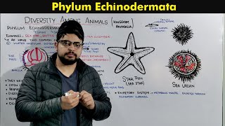 Phylum Echinodermata Characteristics and Overview [upl. by Nauqit467]