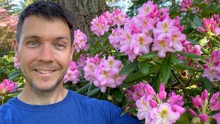 Rhododendron Garden Tour 2023  Flowers are Blooming at Kincaids Nursery [upl. by Tedra294]