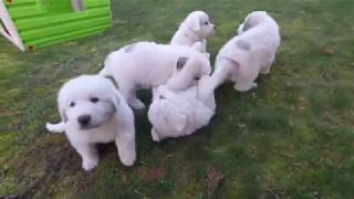 pyrenean mountain dog great pyrenees puppies [upl. by Sigismundo]