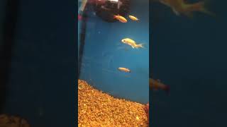 Petco Has Deformed Fish [upl. by Rovert]