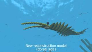 New Anomalocaris [upl. by Maximilien]