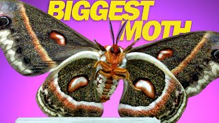 Cecropia Moth  9 Moths in Slow Motion [upl. by Lisetta]