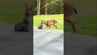 Real life Thumper and Bambi greet each other in Oregon backyard [upl. by Nerral]