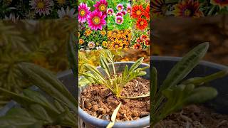 ନର୍ସରି ଯାଉ ଥିଲେ ନିହାତି ଆଣନ୍ତୁWinter Flower Plant gazania odia viral tips grow plants [upl. by Dowell795]