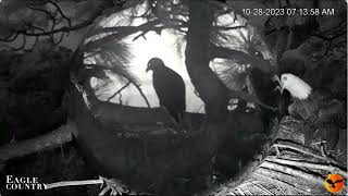 Anxiety in the nest Eagle Country Eagle Country Nest Cam  Eagle Country Bayhead Cam [upl. by Niowtna270]