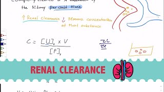 Renal Clearance  شرح عربي [upl. by Mathi]