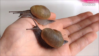 11 cool facts about land snails [upl. by Norehs]