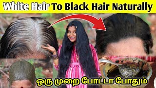 OMG😱 உங்க வெள்ளை முடி கருப்பா மாற ஒரு Magic Treatment at Home  Jegathees meena [upl. by Erving]