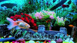 The Best 4K Aquarium for Relaxation  Screensaver  Long Video  Virtual Aquarium [upl. by Oxford]