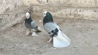 Soz Ablak Pair  Roller pigeons Quetta baziga Kabootar [upl. by Jada999]