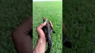 Dwarf caiman razor reptiles caiman [upl. by Arhat898]