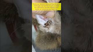 How to Clean a Cats Ears shorts [upl. by Rosaleen]