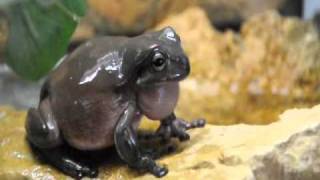 litoria caerulea male singing [upl. by Eyllib866]