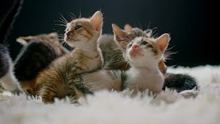 Adorable Newborn Kitten Meowing Baby Cats Calling for Mom [upl. by Lillywhite]