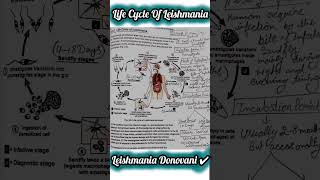 🔥Life Cycle of Leishmania✅ Donovani🎯📚 PARASITOLOGY📚ignou science msczoology msc biology bio [upl. by Harrington]