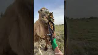 Cactus🌵🌵🌵 A Delicious Treat for Camels animals camel eating funny [upl. by Notirb]