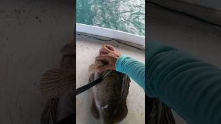 clean amp catch red grouper [upl. by Omissam503]