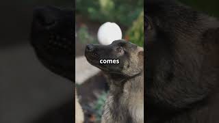 Dogs Catching Balls Compilation [upl. by Thomasa56]