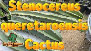 New Stenocereus queretaroensis Cactus cutting “ Pitayo “ [upl. by Graff]