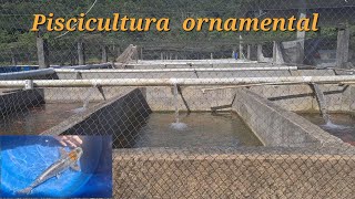 Fui na piscicultura ornamental veja os peixes incríveis que comprei [upl. by Nnaj]