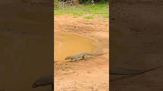 wild Land MonitorVaranus bengalensis 🐊🐘😍 trending viralshorts animals [upl. by Akeme882]