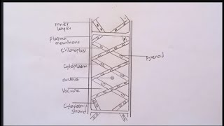 How To Draw SPIROGYRA CELL DIAGRAM  Simple and neat spirogyra Drawing step by step [upl. by Shiverick]