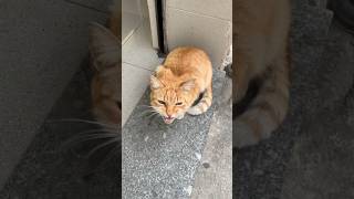 🐱 Gato pidiendo en la puerta del Súper Final Apoteósico 😍 [upl. by Doownel]