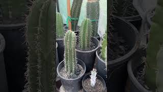 The cactus garden cactus stenocereus pitayo pitayas [upl. by Aihtnis]