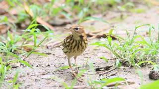 Pechora pipit 白背鷚 北鹨 [upl. by Cassi830]