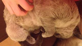 Stress Relief Tonkinese Cat Cuddle [upl. by Kappenne946]