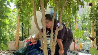 The Citrus Experiment Rescuing a 10YearOld Lime Tree [upl. by Nessa387]