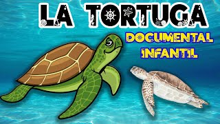 LA TORTUGA MARINA 🐢 🌊  Videos educativos para niños  Animales marinos  Documentales para niños [upl. by Osana350]