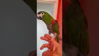 Cute mini macaw gets so excited on quotflightquot back home after morning bird partyhansmacaw macaw [upl. by Ahael]