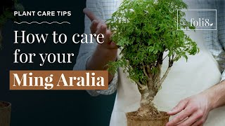 Ming Aralia Plant Care Tips 🌿 Polycias fruitcosa houseplant [upl. by Ibot]