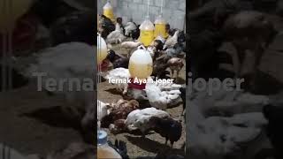 Ayam joper [upl. by Algie399]