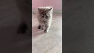 My cute little cat voice amazing 😻 youtubeshorts shorts cat voicecute [upl. by Ssirk474]