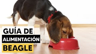 Guía de alimentación para BEAGLES [upl. by Liesa]