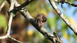 Arrowhead piculet [upl. by Enelyahs395]